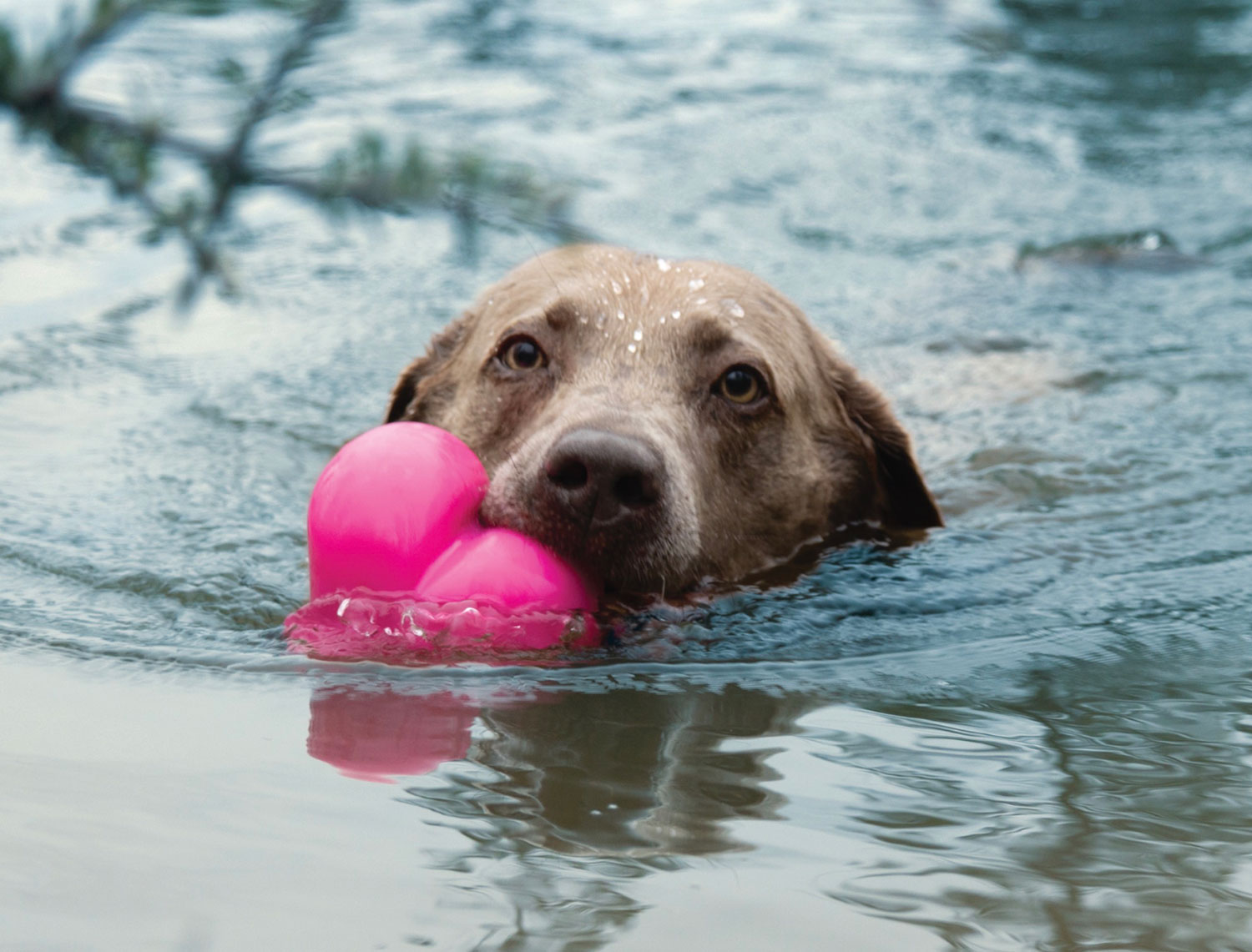 Ruff-Dawg-Hart-dog3